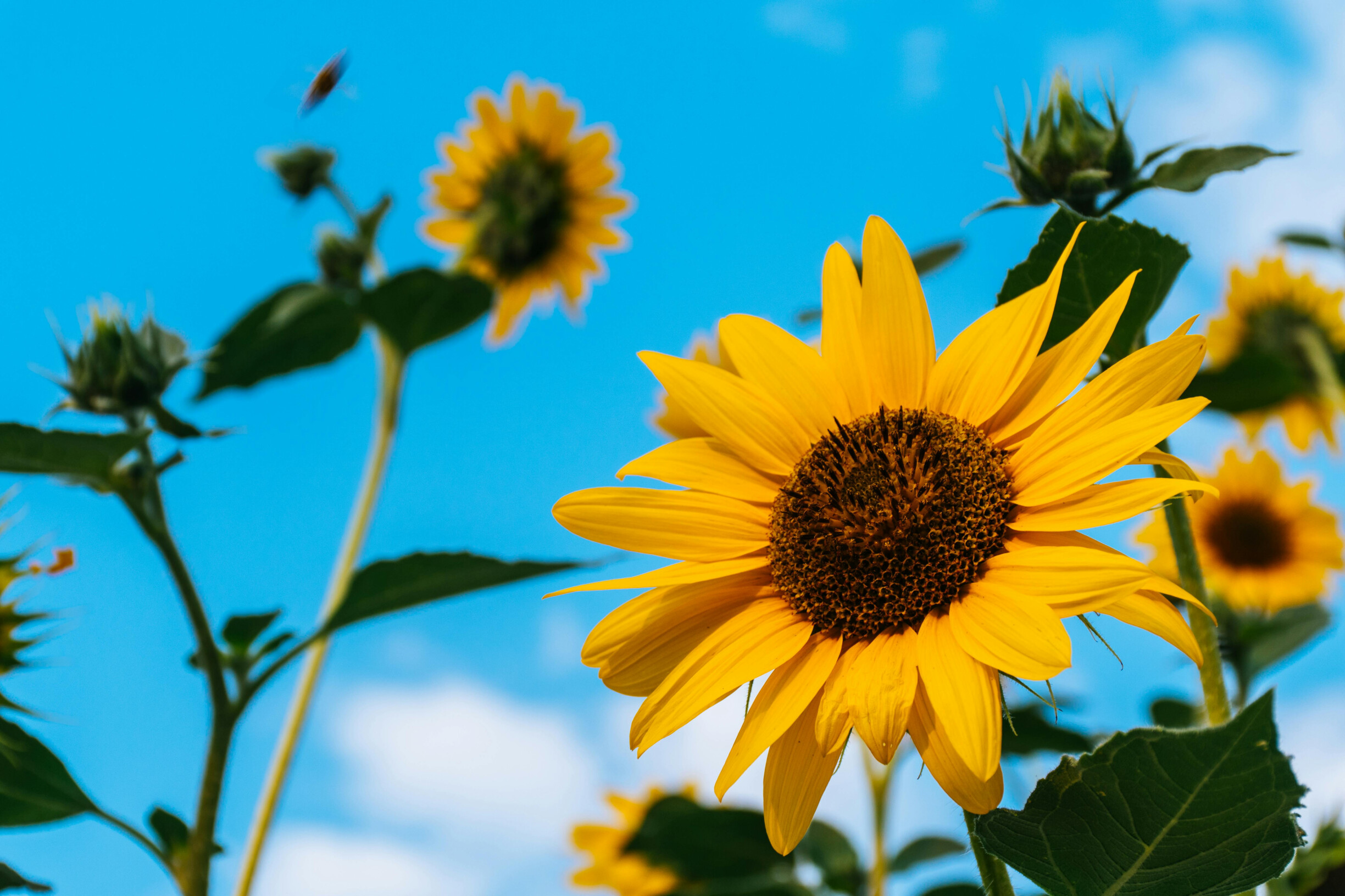 Duurzame uitvaartideeën voor de zomer – persoonlijk, groen en warm