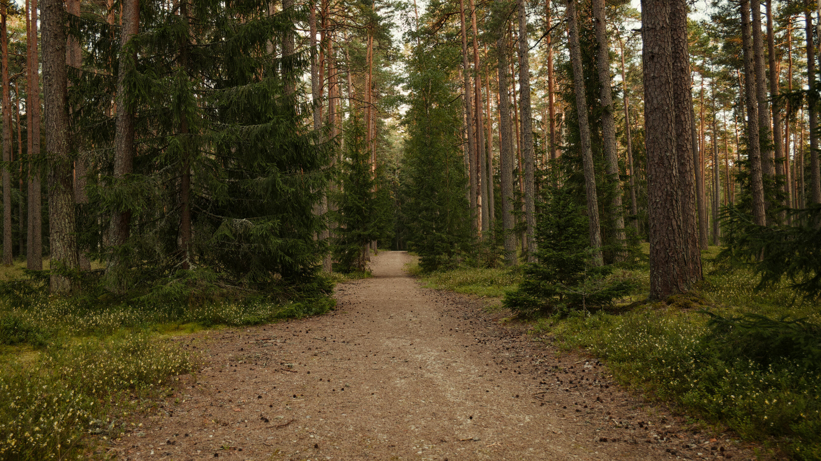 6 Veelvoorkomende misvattingen over natuurbegraafplaatsen