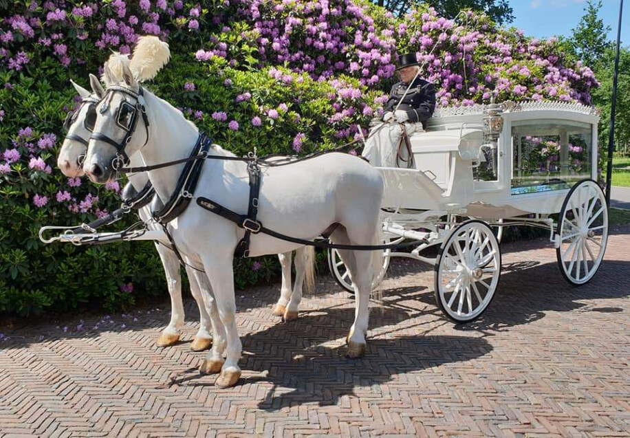 Een uitvaartkoets met paarden