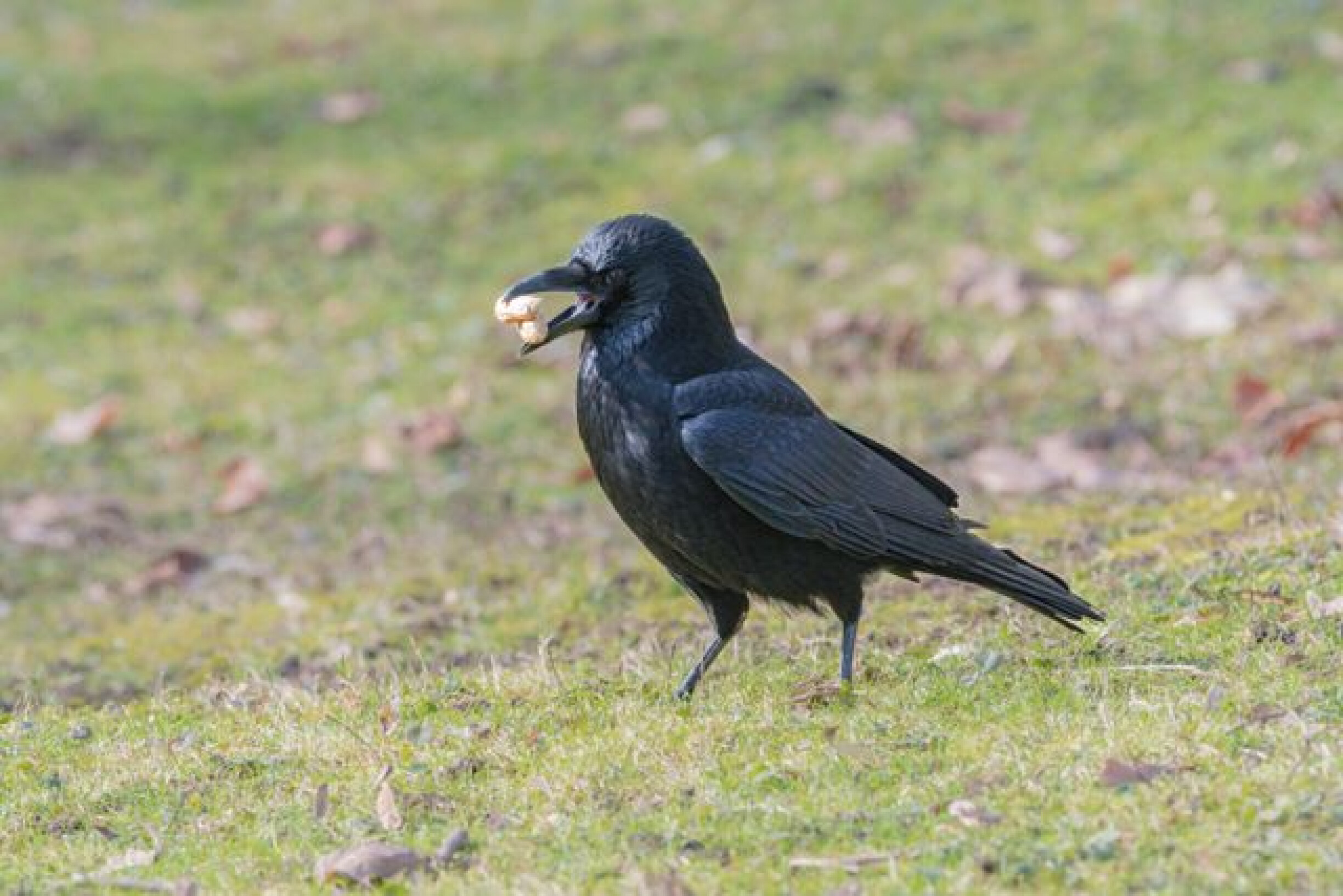 Waarom werden begrafenisondernemers vroeger 'zwarte kraaien' genoemd?