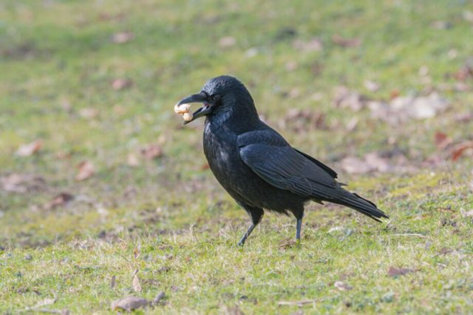 Waarom werden begrafenisondernemers vroeger 'zwarte kraaien' genoemd?