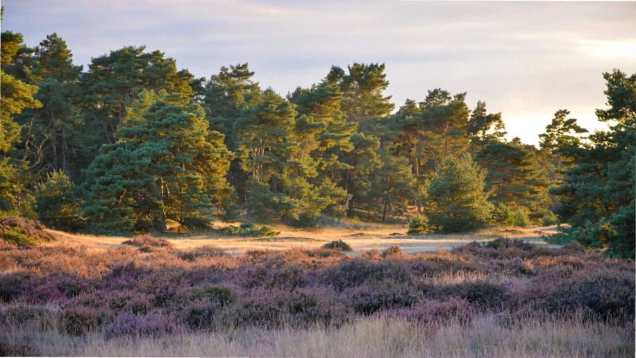 Uniek in Nederland: natuurbegraven in Het Nationale Park De Hoge Veluwe